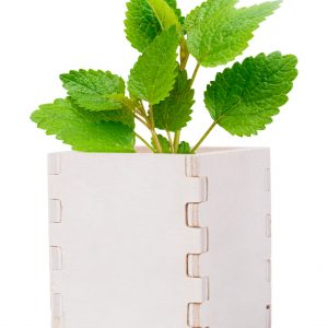 Merin mint herb pot